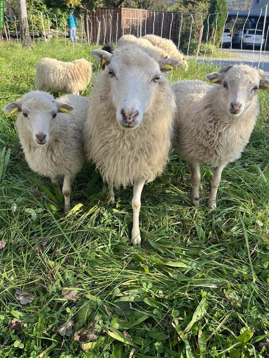 Skudden-Auen, Ouessant-Bock und Lämmer