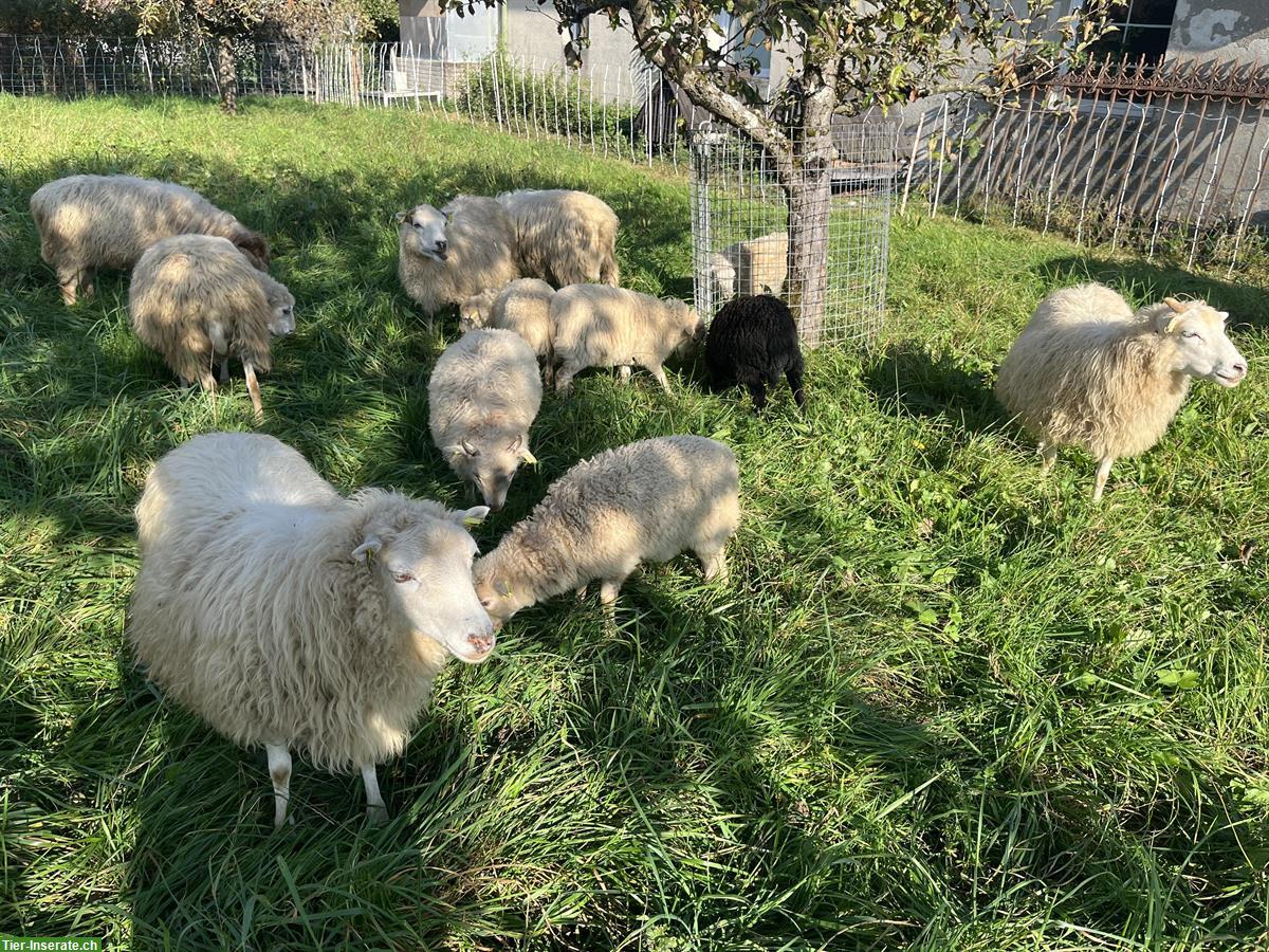 Bild 2: Skudden-Auen, Ouessant-Bock und Lämmer