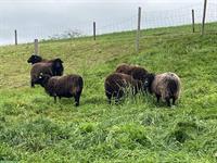 Ouessant Schafherde (Mutterschafe) zu verkaufen