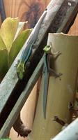 4.0 Blauer Bambus-Taggecko (Phelsuma klemmeri)
