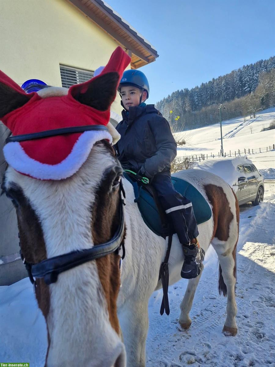 Bild 2: Lieber Tinker mix Wallach sucht guten Platz