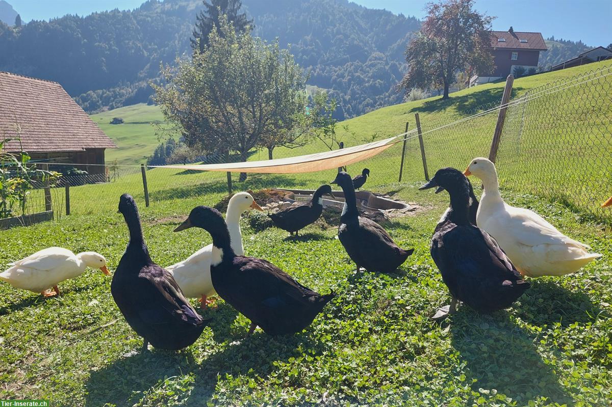 Junge Pommernenten (Laufenten) aus Naturbrut