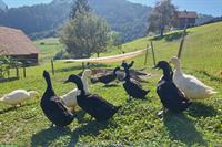 Junge Pommernenten (Laufenten) aus Naturbrut