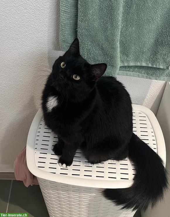 Schwarze Katze zu verkaufen, einjährig und sehr verschmust