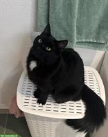 Schwarze Katze zu verkaufen, einjährig und sehr verschmust