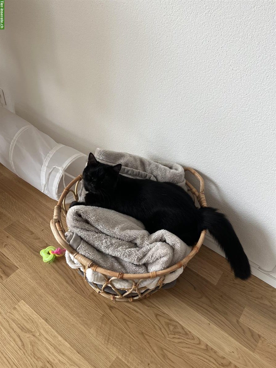 Bild 2: Schwarze Katze zu verkaufen, einjährig und sehr verschmust
