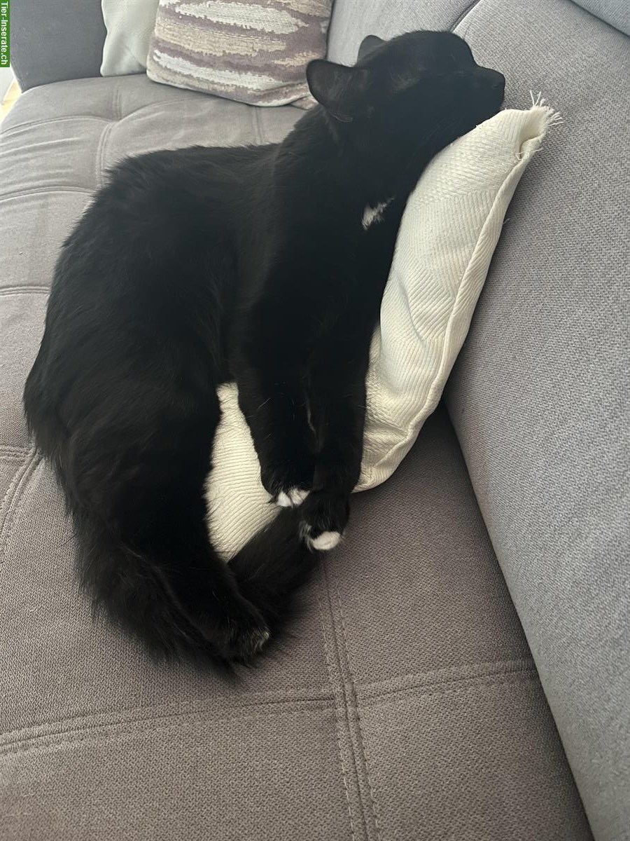 Bild 3: Schwarze Katze zu verkaufen, einjährig und sehr verschmust