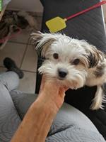 Chihuahua x Biewer Terrier Mix Hündin, 10 Monate alt