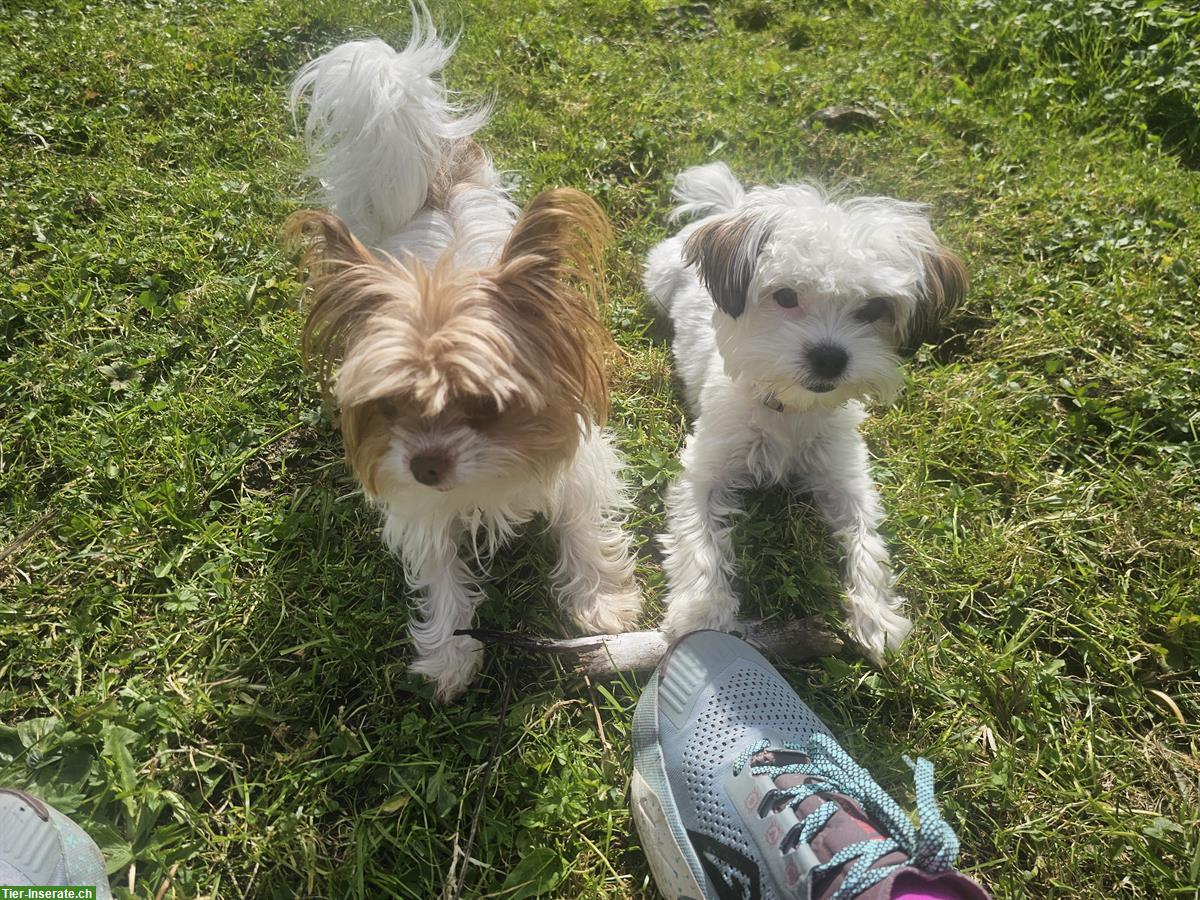 Bild 2: Chihuahua x Biewer Terrier Mix Hündin, 10 Monate alt