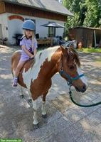 American Shetland Ponystute zu verkaufen