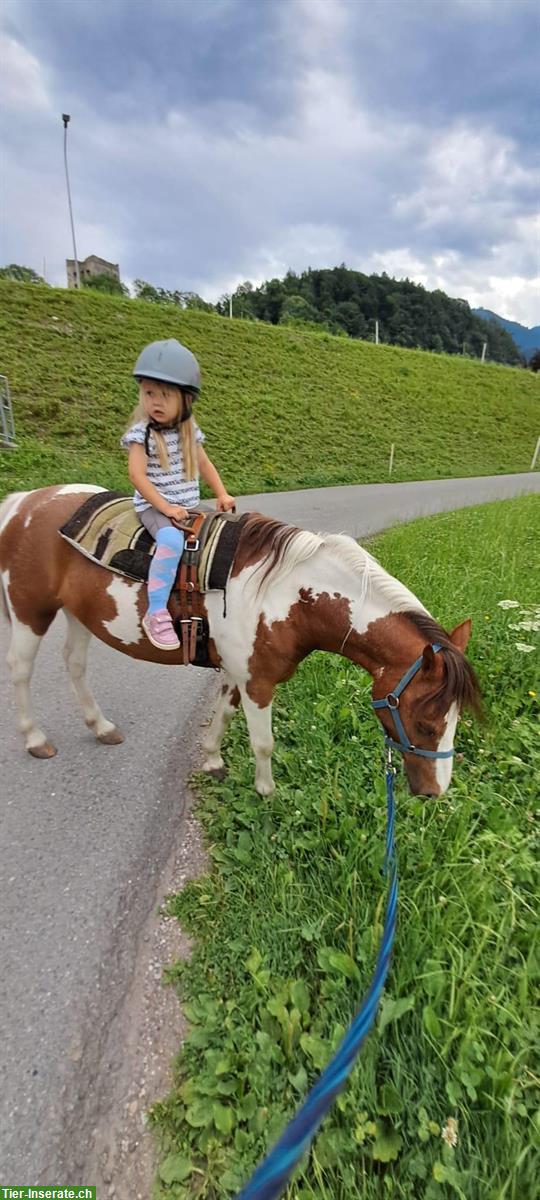 Bild 3: American Shetland Ponystute zu verkaufen