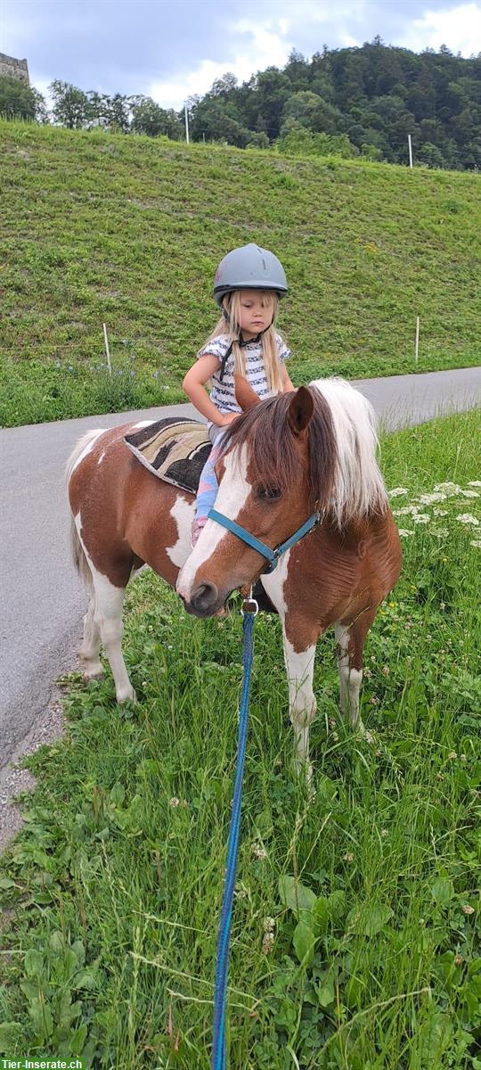 Bild 4: American Shetland Ponystute zu verkaufen