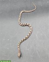 Baby Kornnatter Schlange ca. 25-30cm