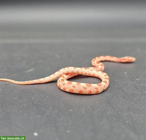 Bild 2: Baby Kornnatter Schlange ca. 25-30cm