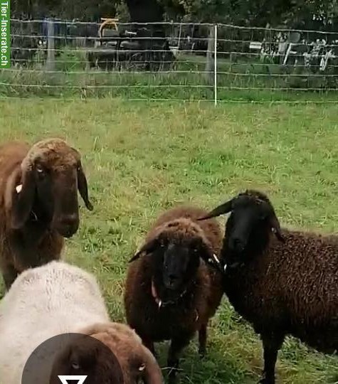 Jung Aue Bergschaf x Gotland zu verkaufen