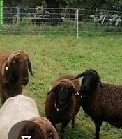Jung Aue Bergschaf x Gotland zu verkaufen