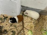 Glatthaar Meerschweinchen-Paar abzugeben