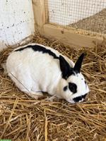 Zwergschecken Kaninchen, weiblich, 8 Jahre
