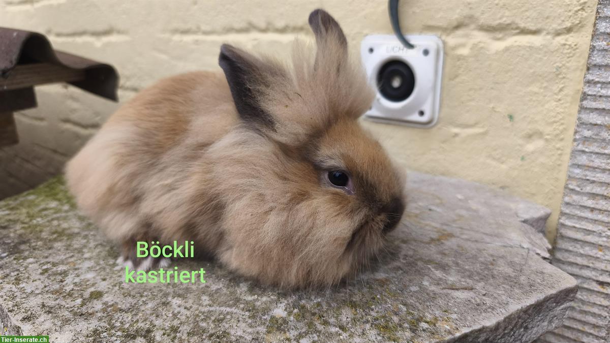 Löwenköpfchen Böckli, kastriert