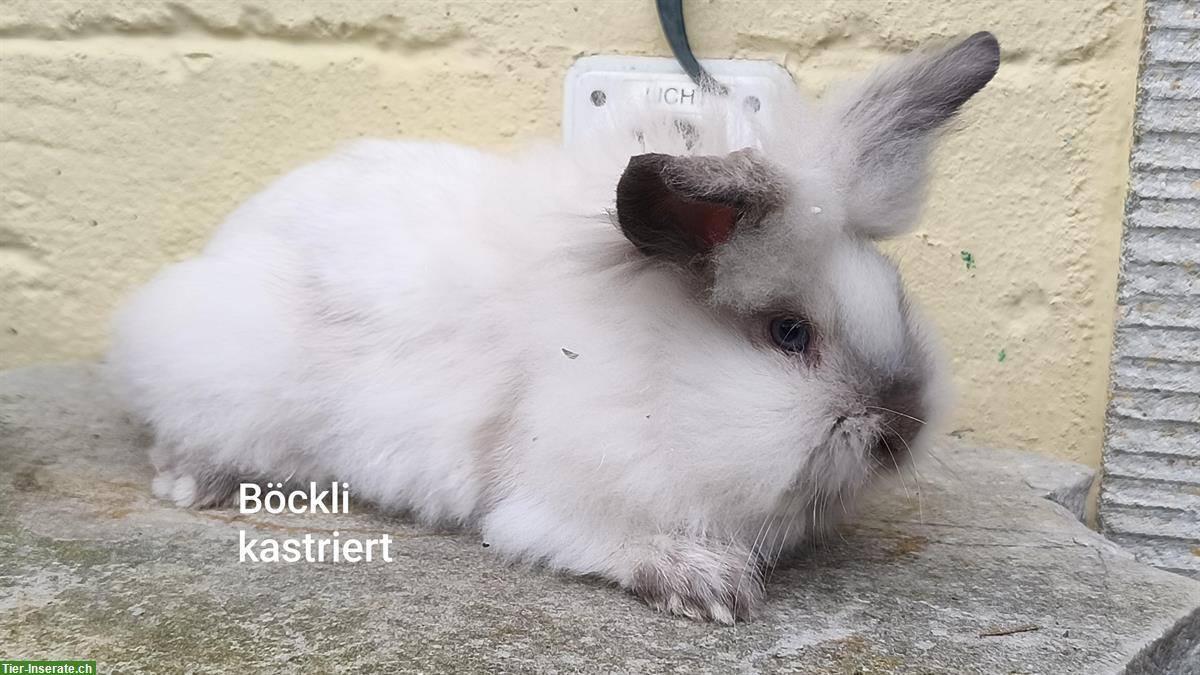 Bild 2: Löwenköpfchen Böckli, kastriert