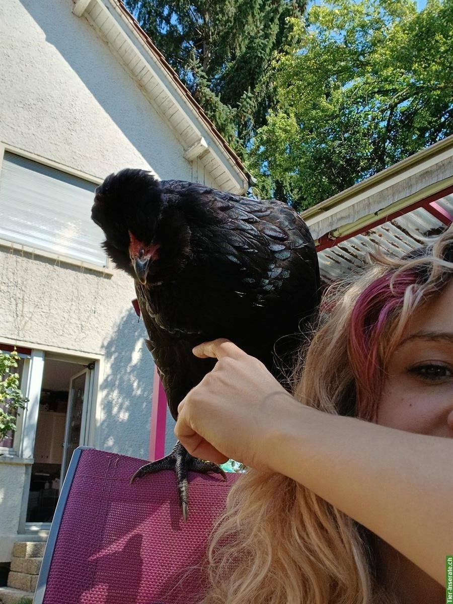 4 Hennen abzugeben (Serama, Barnevelder, Araucana)