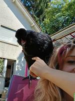 4 Hennen abzugeben (Serama, Barnevelder, Araucana)