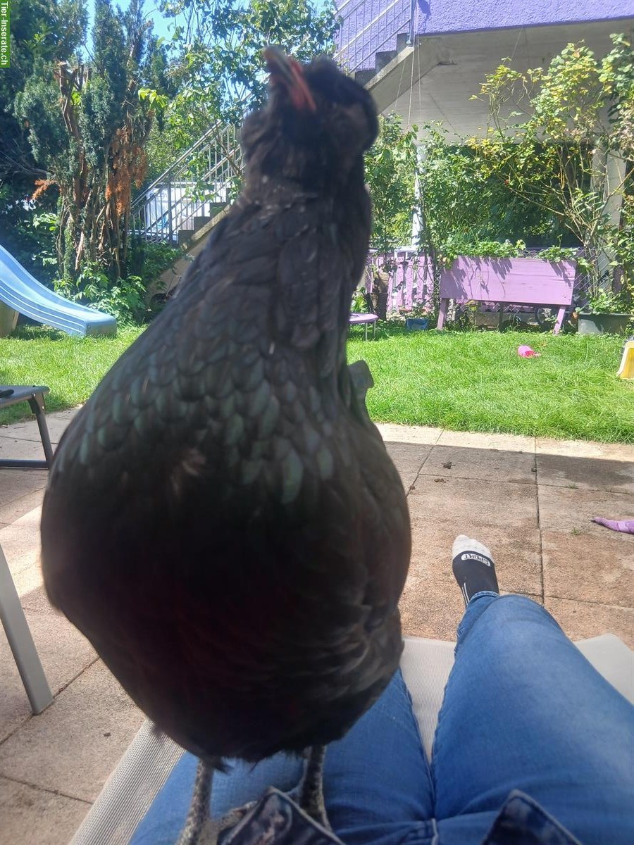Bild 2: 4 Hennen abzugeben (Serama, Barnevelder, Araucana)