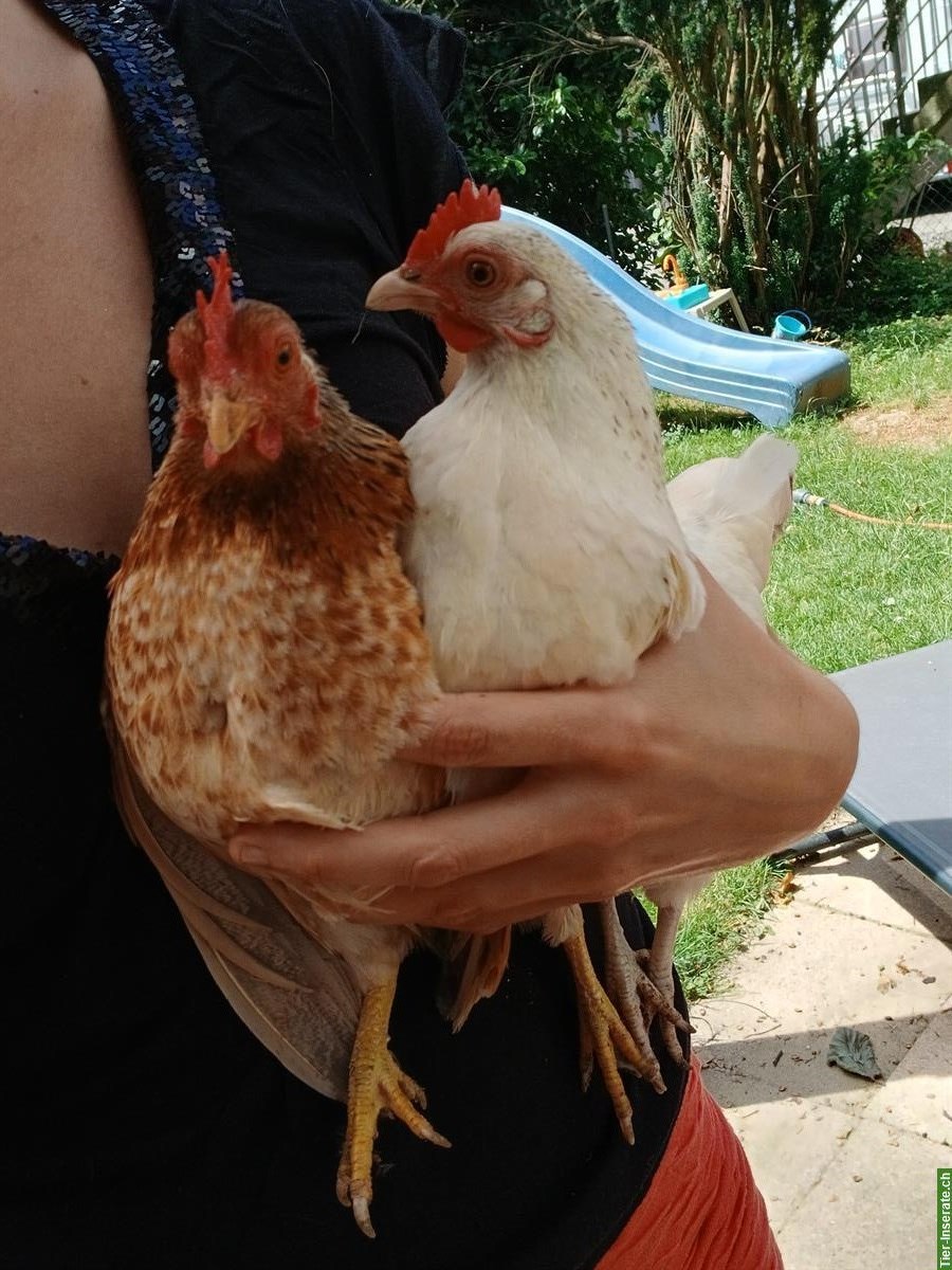 Bild 3: 4 Hennen abzugeben (Serama, Barnevelder, Araucana)