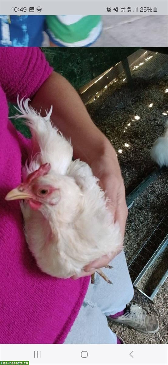 Bild 4: 4 Hennen abzugeben (Serama, Barnevelder, Araucana)