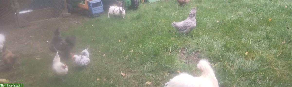 Bild 5: 4 Hennen abzugeben (Serama, Barnevelder, Araucana)