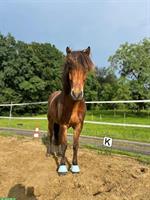 Reitbeteiligung auf Islandpferd in Rapperswil-Jona