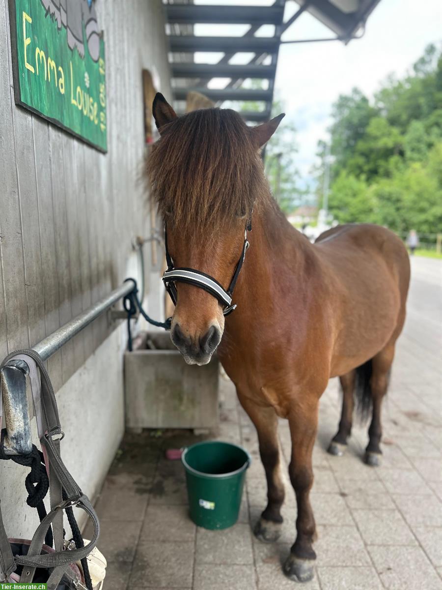 Bild 2: Reitbeteiligung auf Islandpferd in Rapperswil-Jona