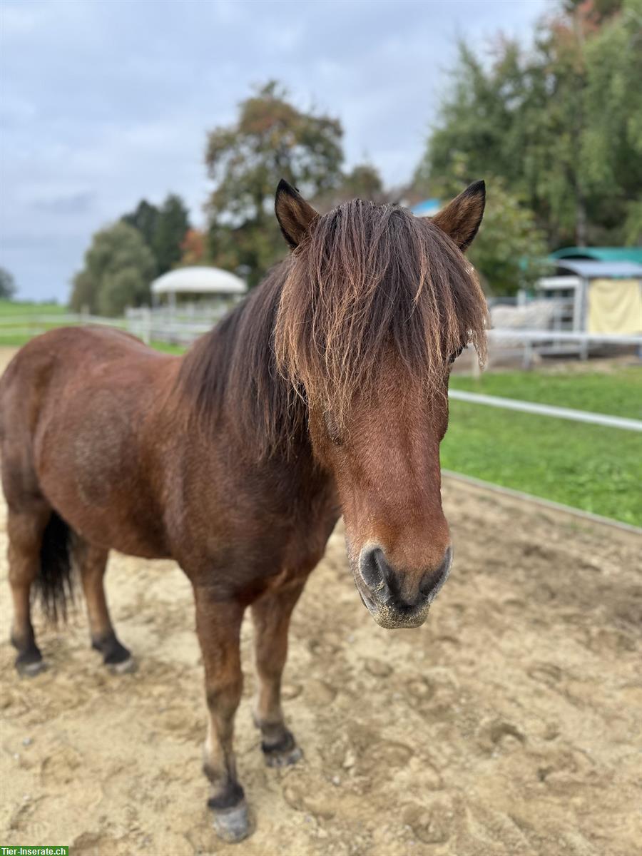 Bild 4: Reitbeteiligung auf Islandpferd in Rapperswil-Jona