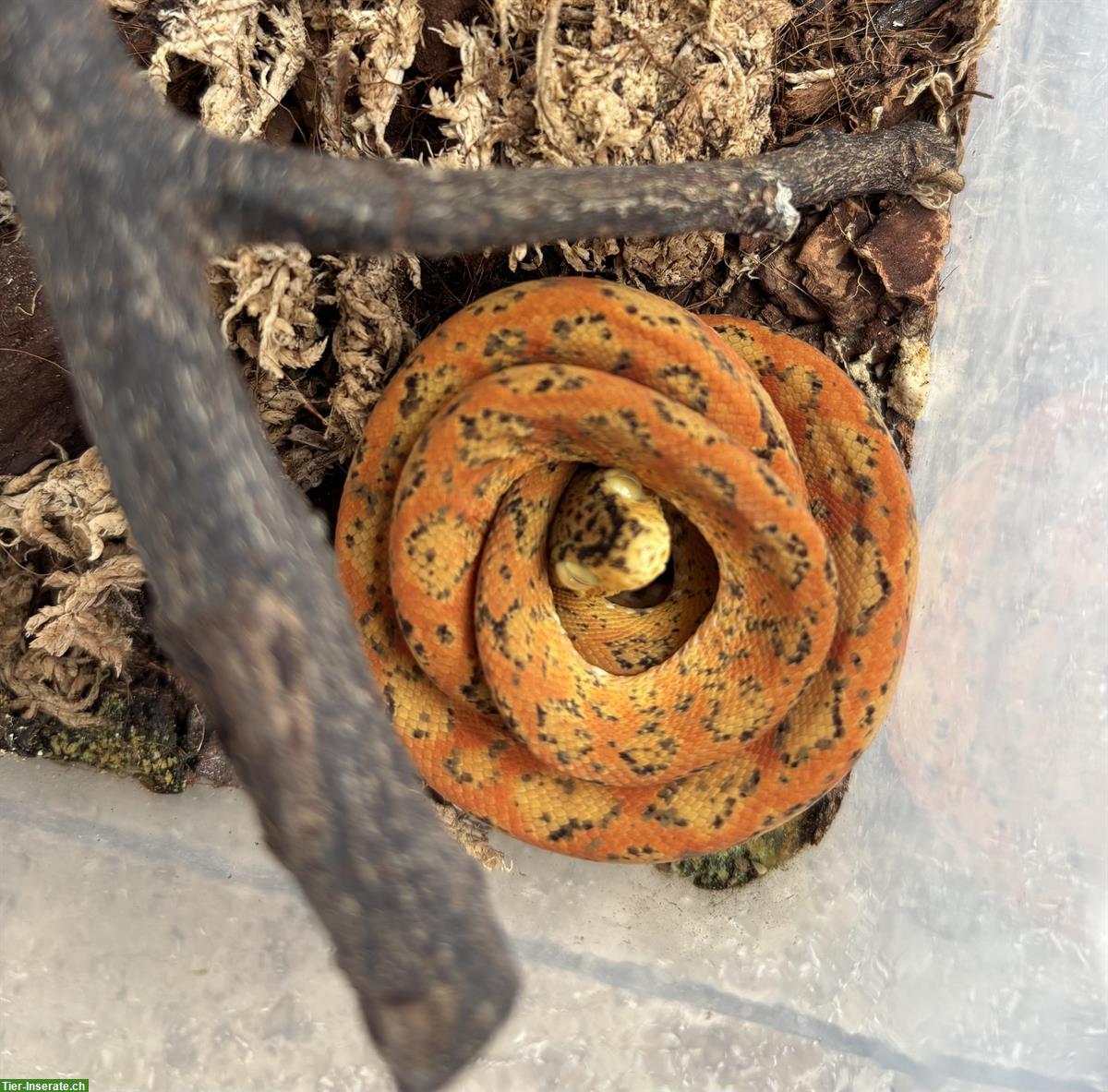 1.2 Hundskopfboas (Corallus hortulanus) abzugeben