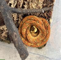 1.2 Hundskopfboas (Corallus hortulanus) abzugeben