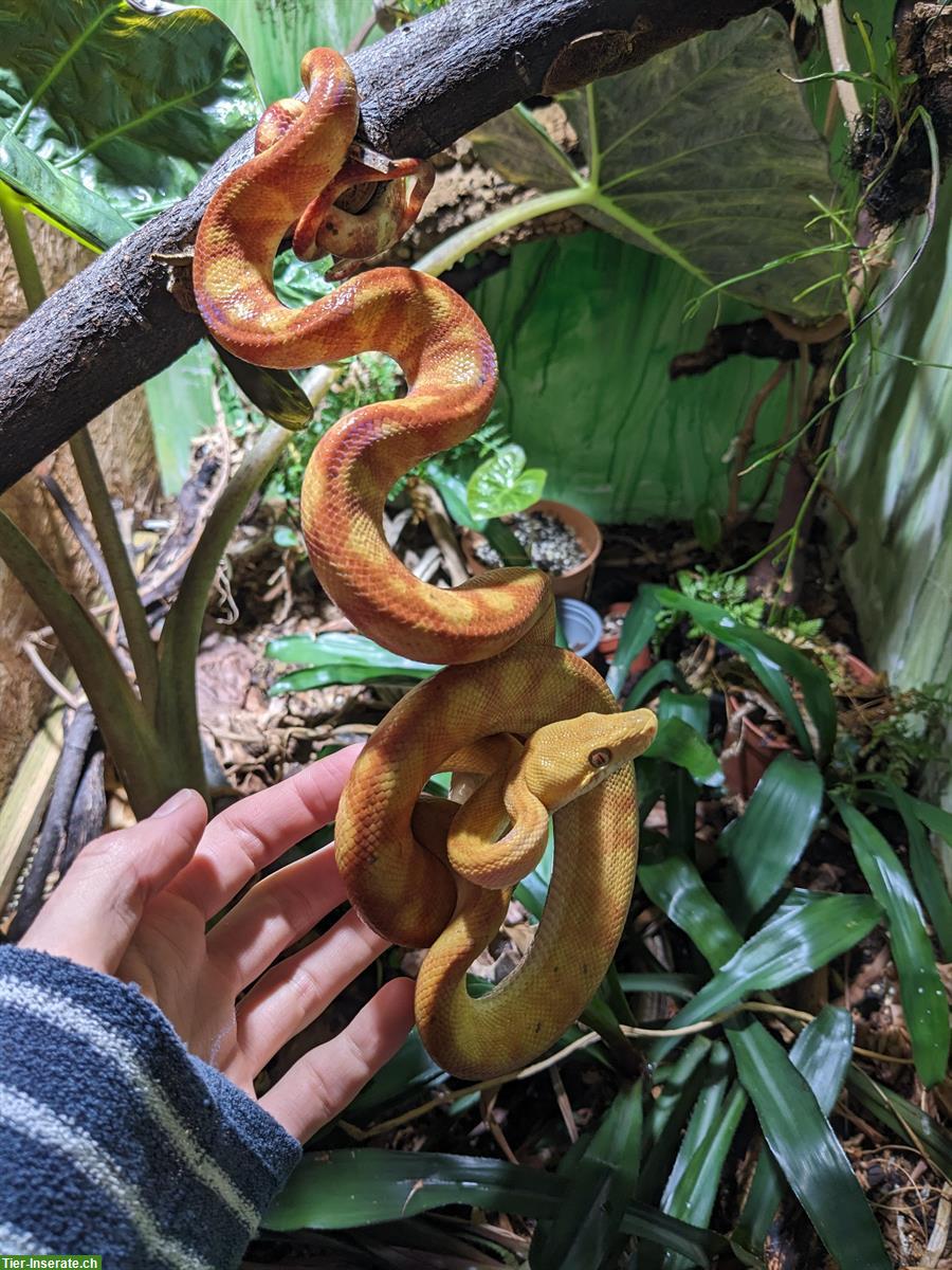 Bild 2: 1.2 Hundskopfboas (Corallus hortulanus) abzugeben