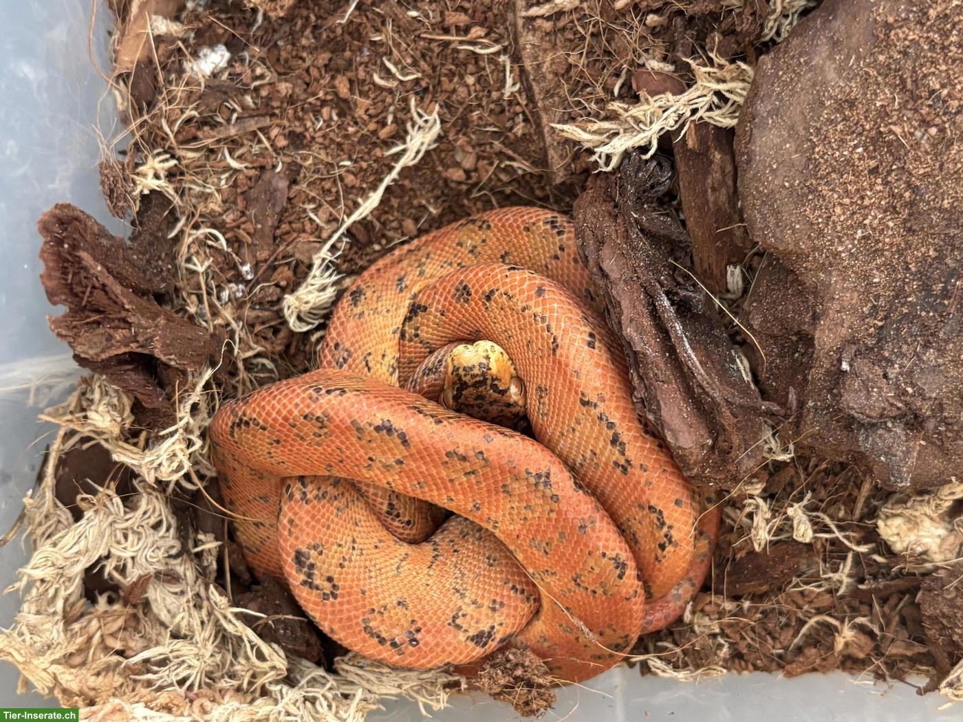 Bild 3: 1.2 Hundskopfboas (Corallus hortulanus) abzugeben