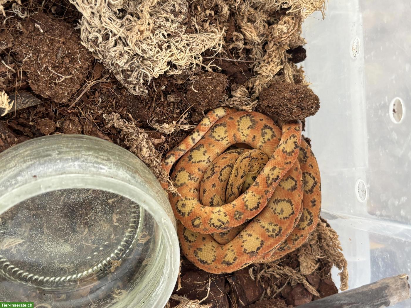 Bild 4: 1.2 Hundskopfboas (Corallus hortulanus) abzugeben