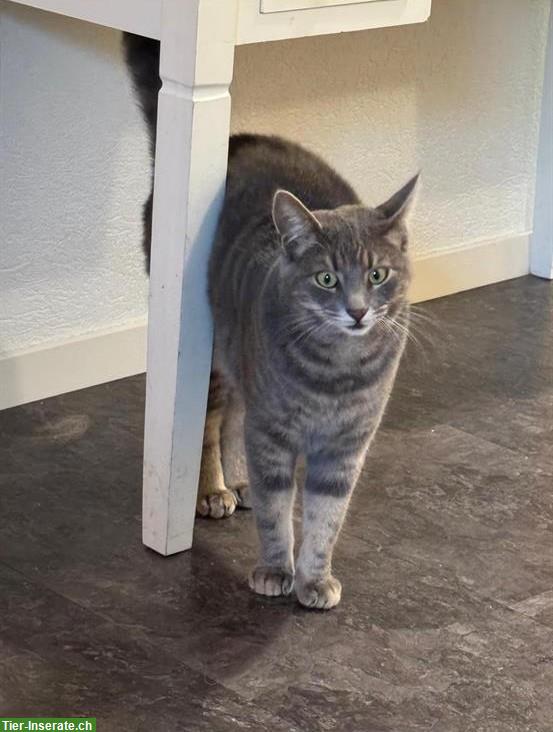 Hauskatzen Geschwister (2 Jahre alt), schwarz und getigert
