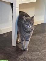 Hauskatzen Geschwister (2 Jahre alt), schwarz und getigert