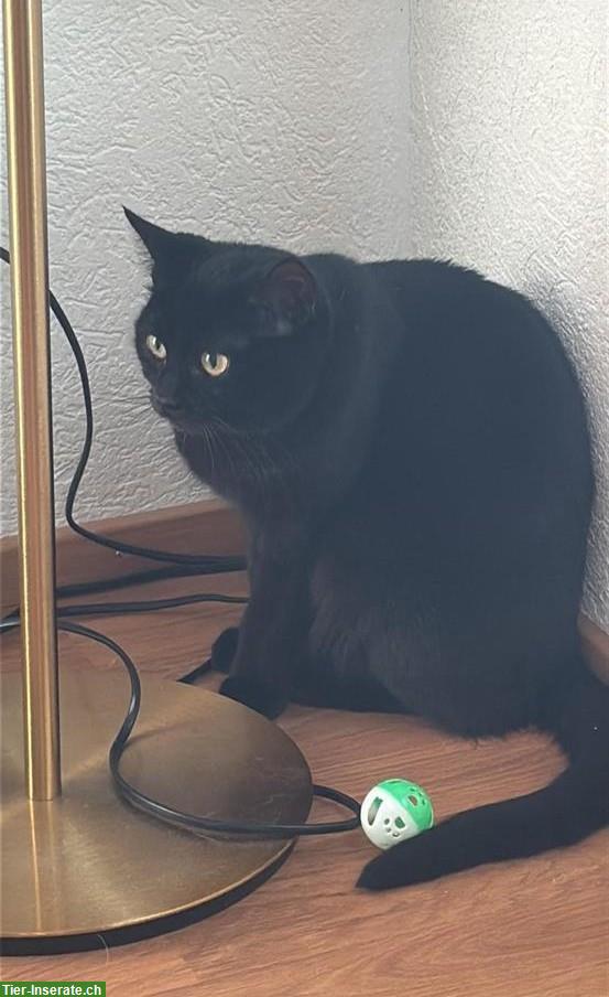 Bild 2: Hauskatzen Geschwister (2 Jahre alt), schwarz und getigert