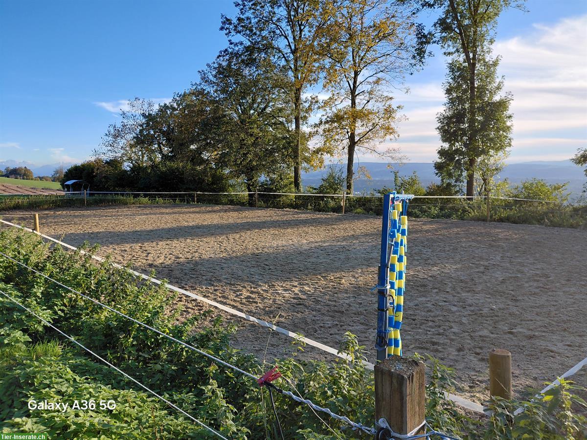 Bild 2: Auslaufboxen frei mit Ganzjahresweide in Bellikon AG