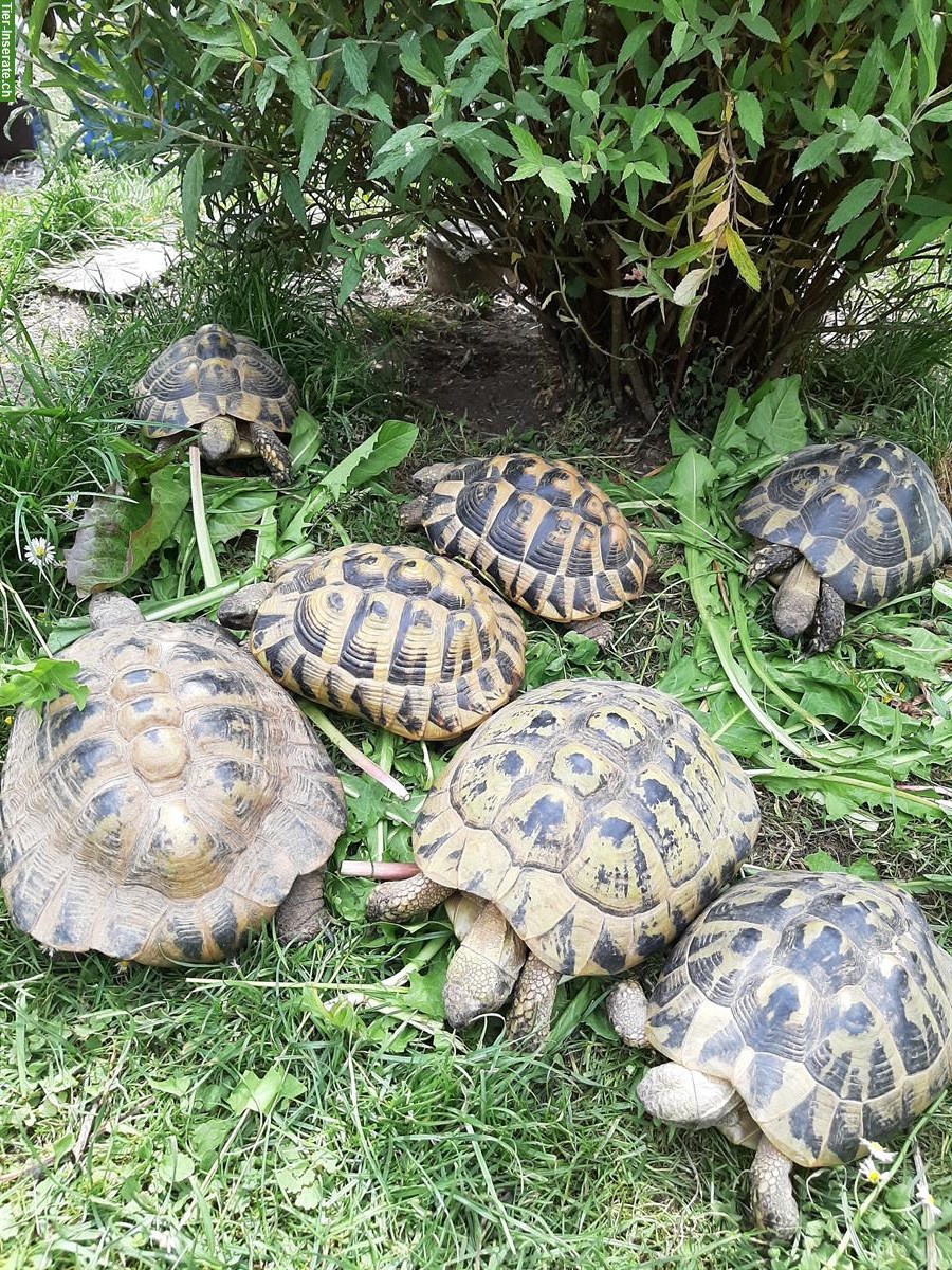 Griechische Landschildkröten (erwachsen) zu verkaufen