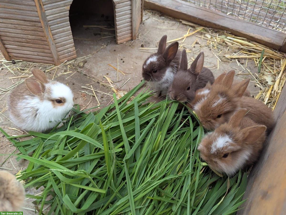 6 junge Kaninchen in verschiedenen Farben abzugeben