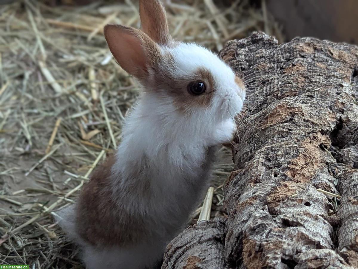 Bild 3: 6 junge Kaninchen in verschiedenen Farben abzugeben