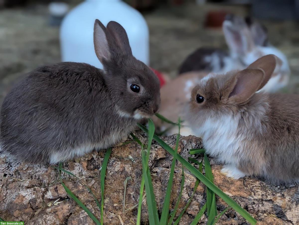 Bild 4: 6 junge Kaninchen in verschiedenen Farben abzugeben