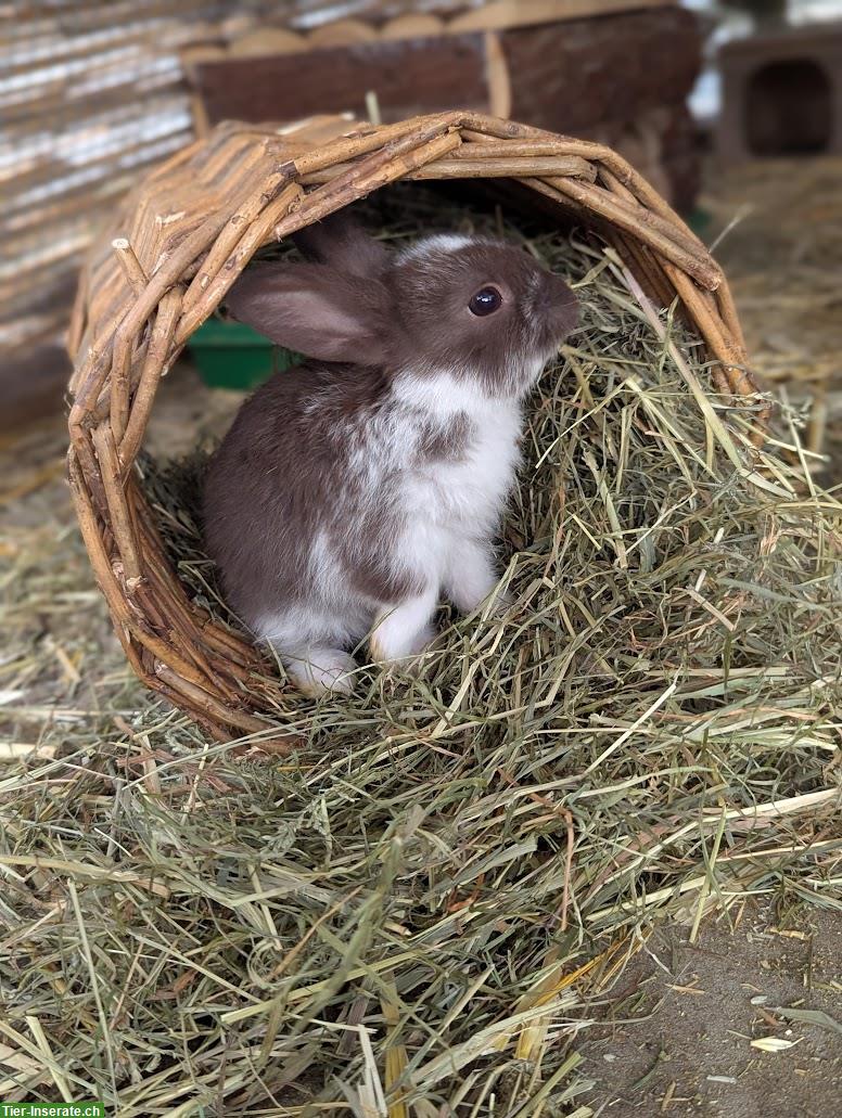 Bild 5: 6 junge Kaninchen in verschiedenen Farben abzugeben