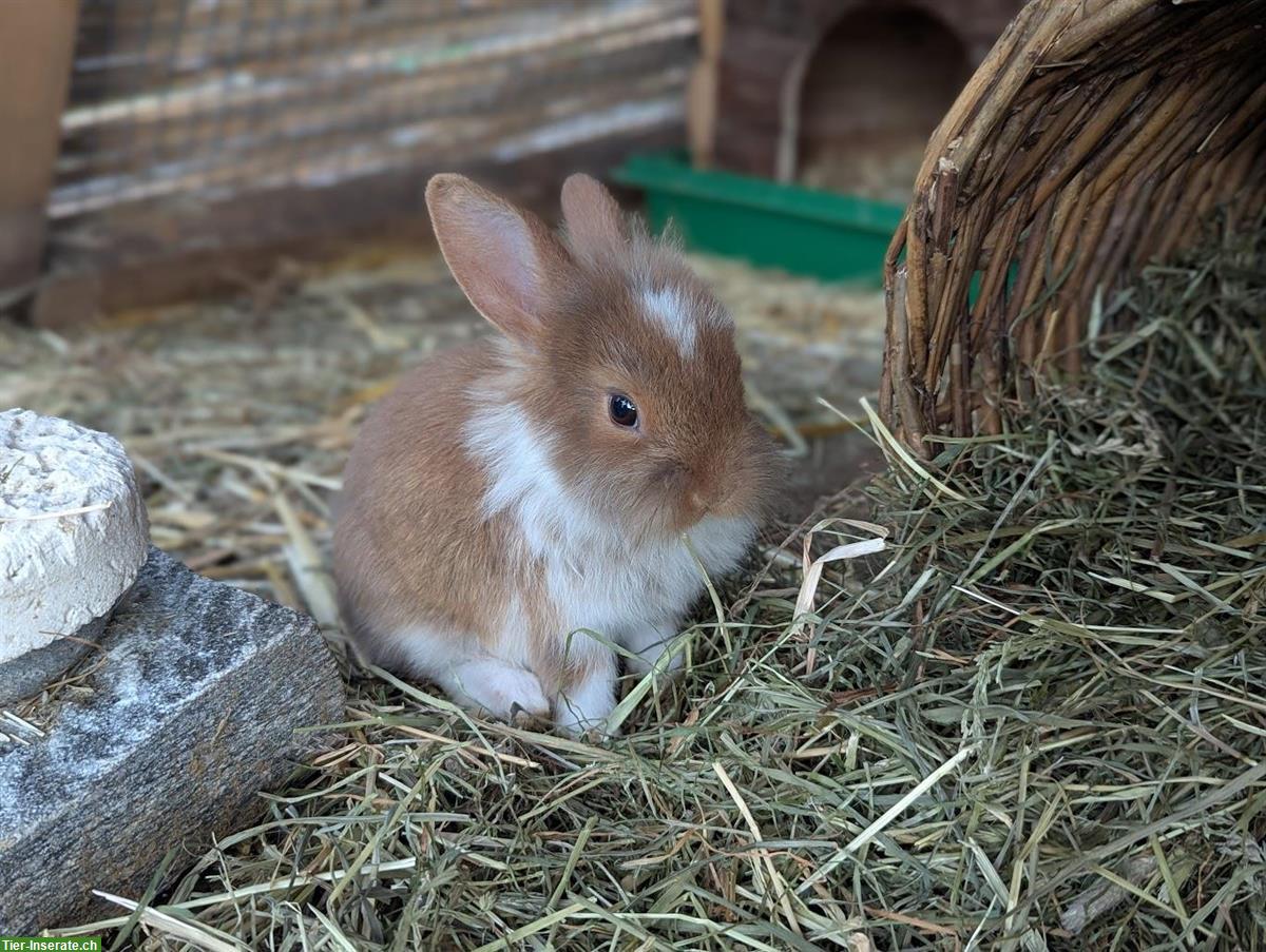 Bild 6: 6 junge Kaninchen in verschiedenen Farben abzugeben