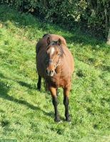 11-jähriger Ponywallach zu verkaufen