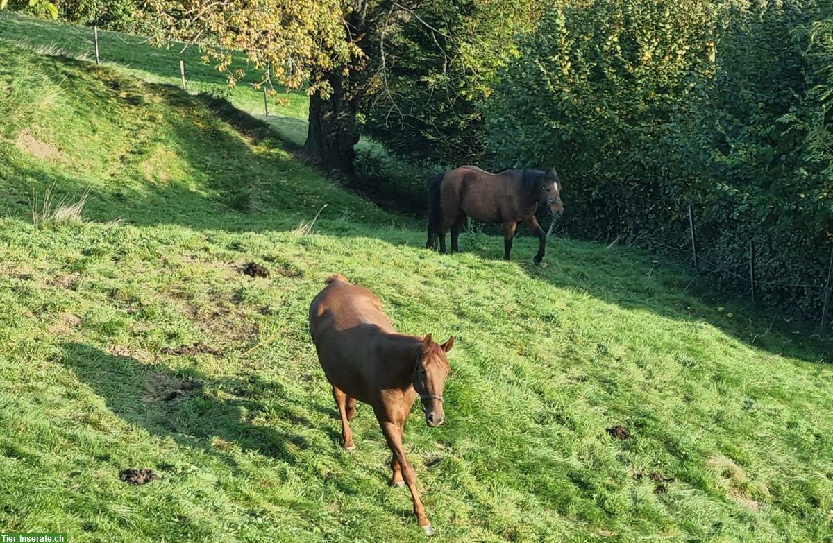Bild 2: 11-jähriger Ponywallach zu verkaufen